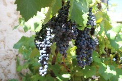 IMG_3104-scaled